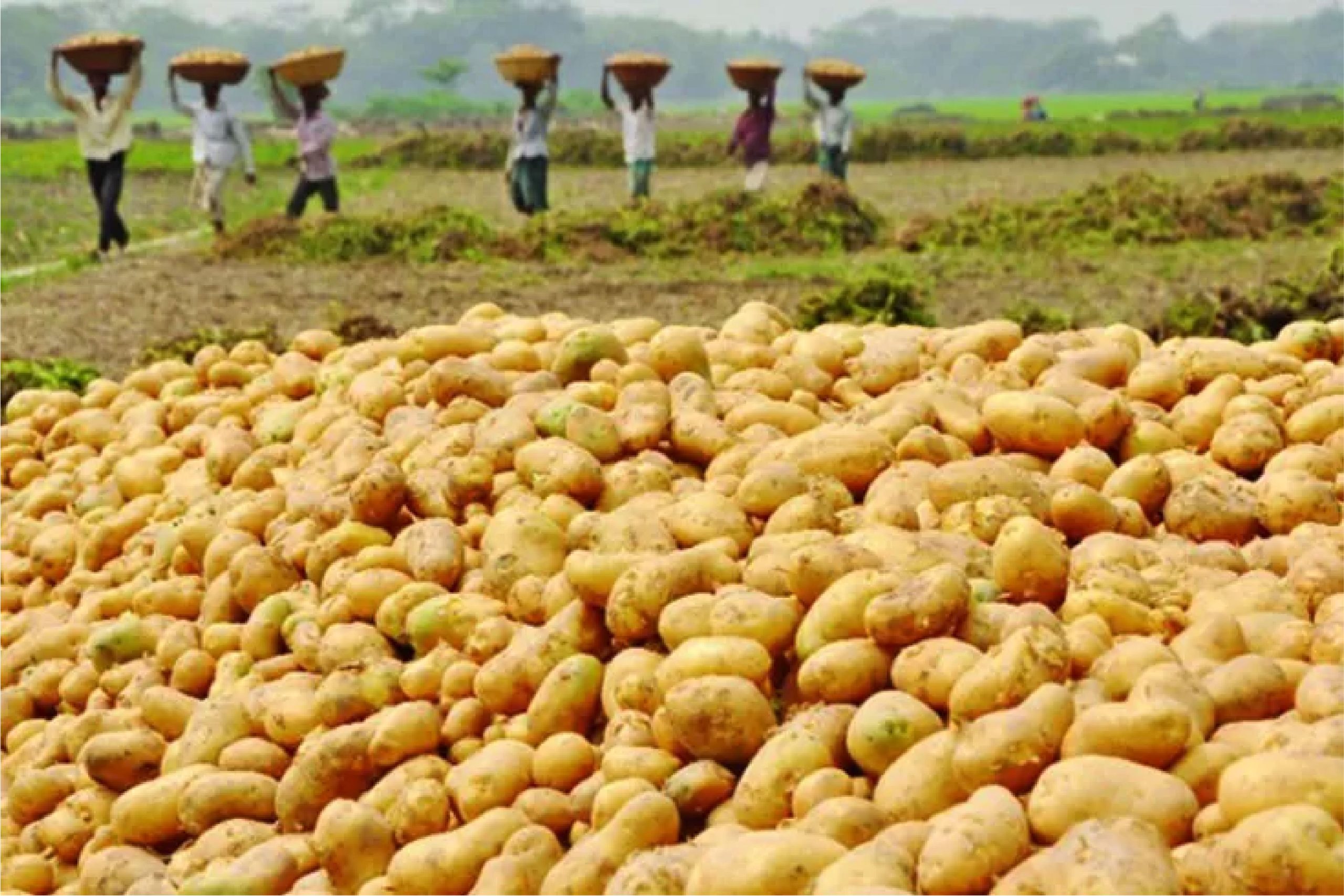 আলুর দাম কমছে, ফিরছে বাজারের নতুন রূপ