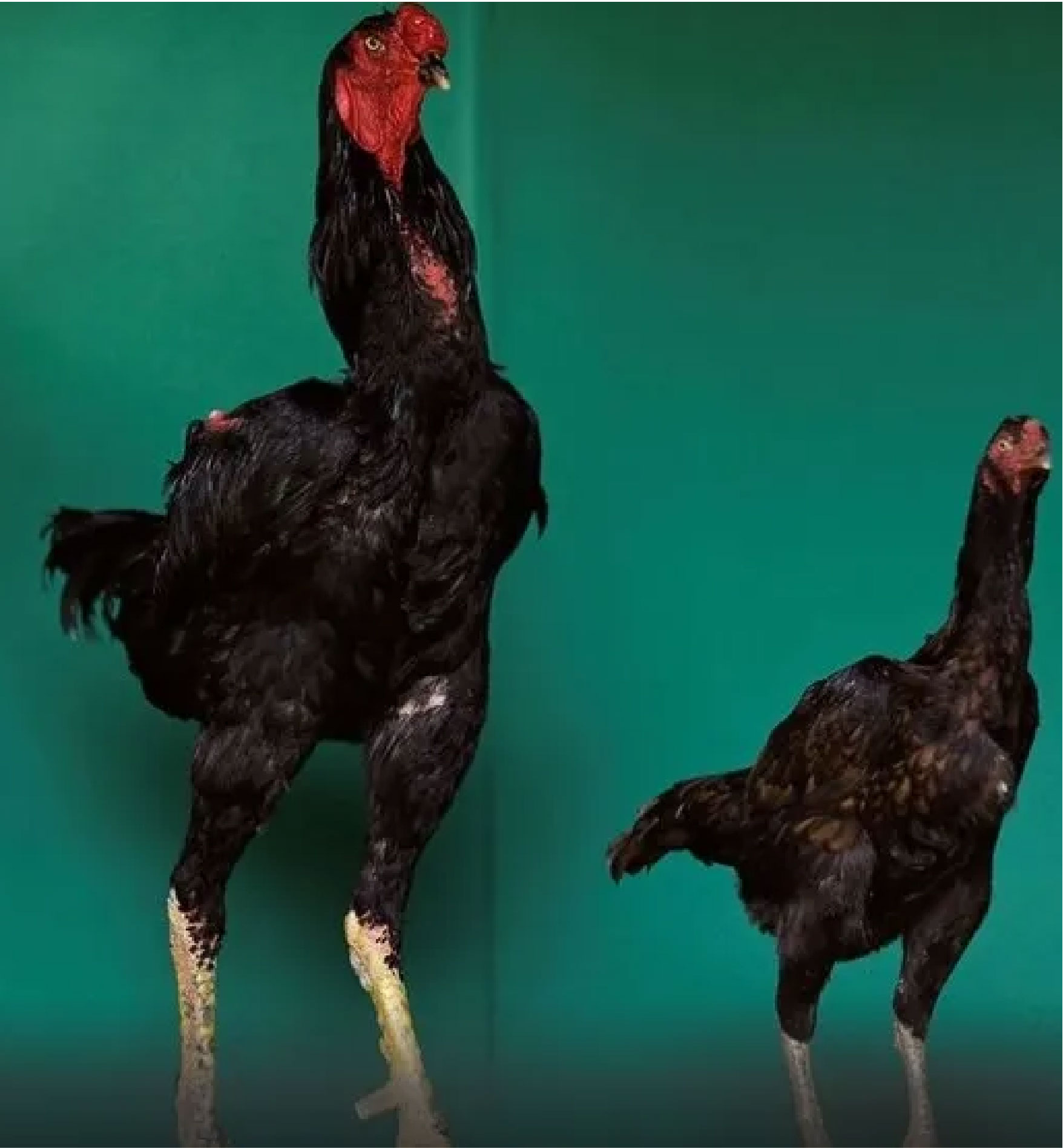 দক্ষিণ আমেরিকার