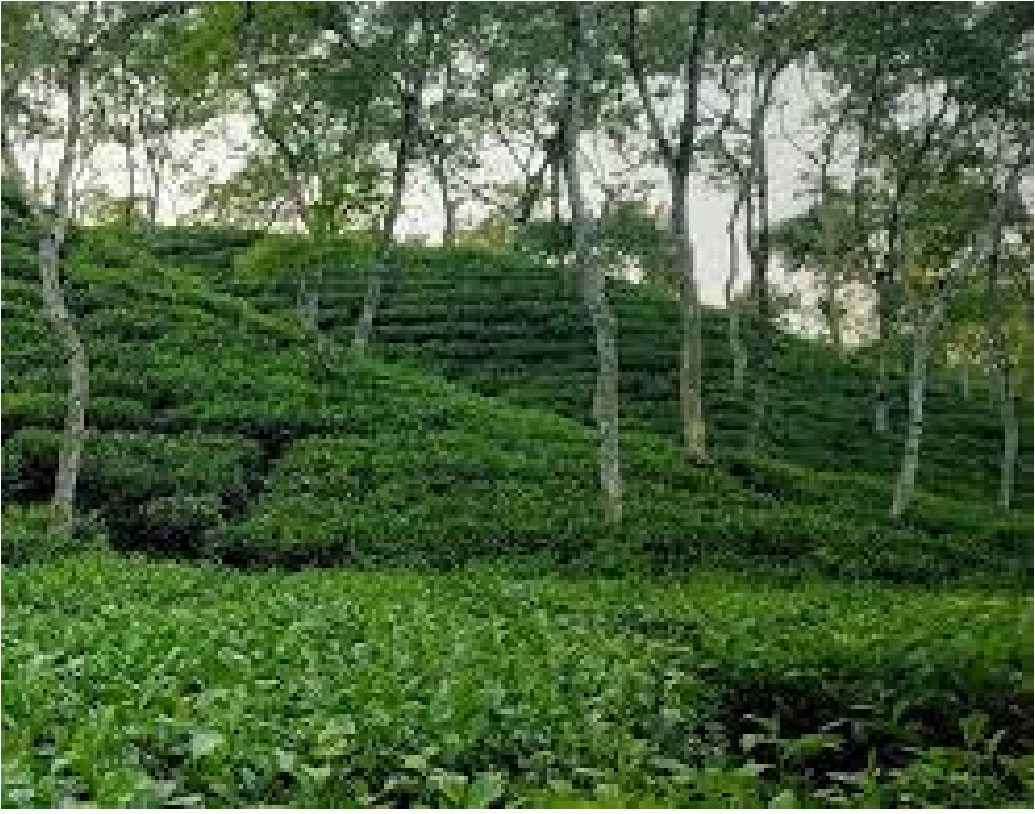 চা উৎপাদন