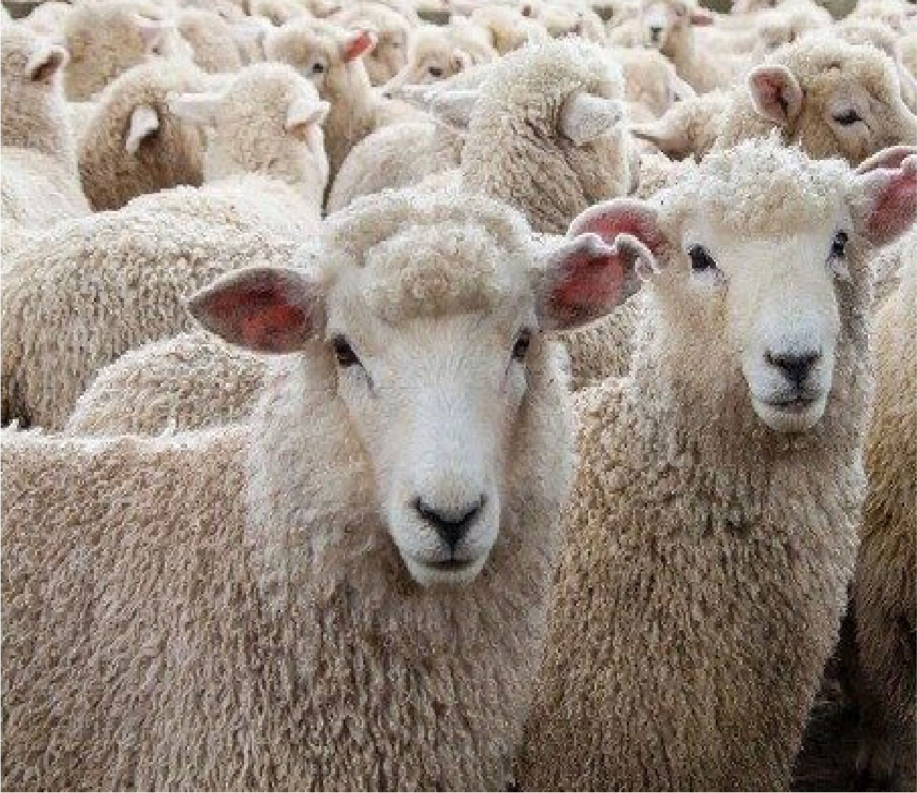 গাঁজা চাষ