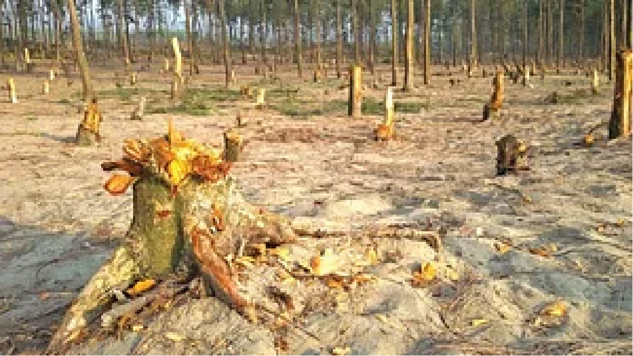 চলছে ঝাউগাছ নিধন