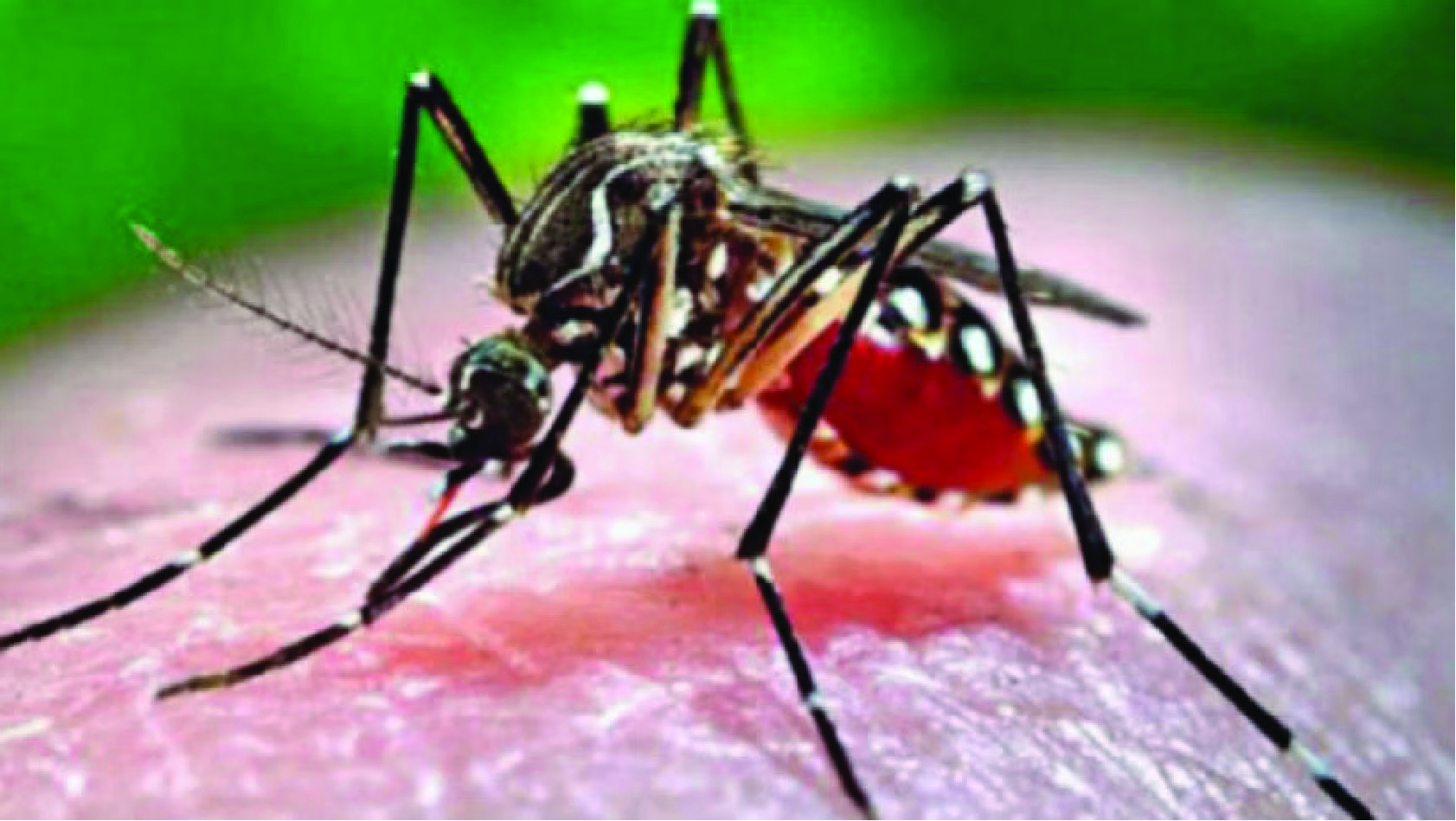 ডেঙ্গু রোগে আক্রান্ত