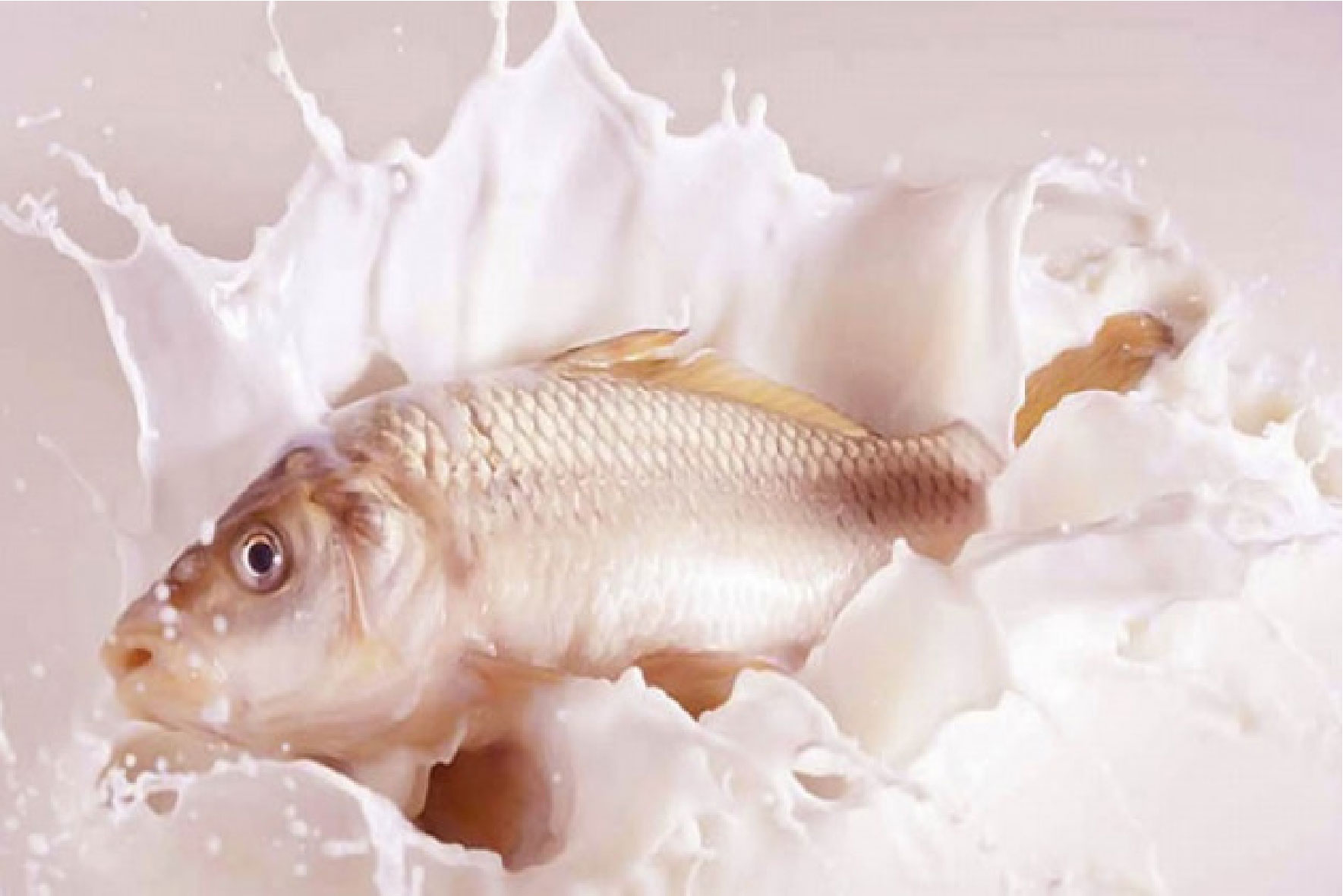 দুধ খাওয়া অত্যন্ত জরুরি