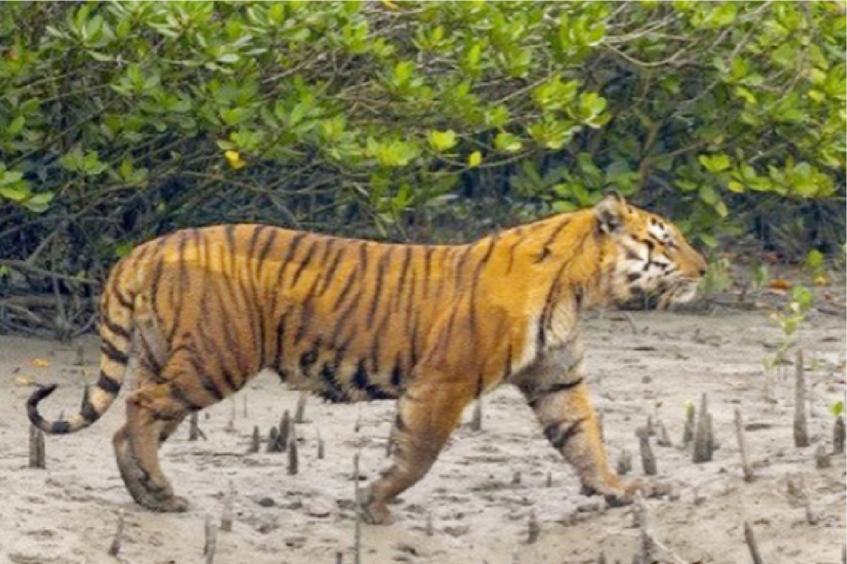 আবারও বাঘের দেখা