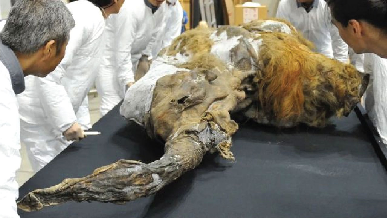 মানুষের কঙ্কালে আটকে আছে