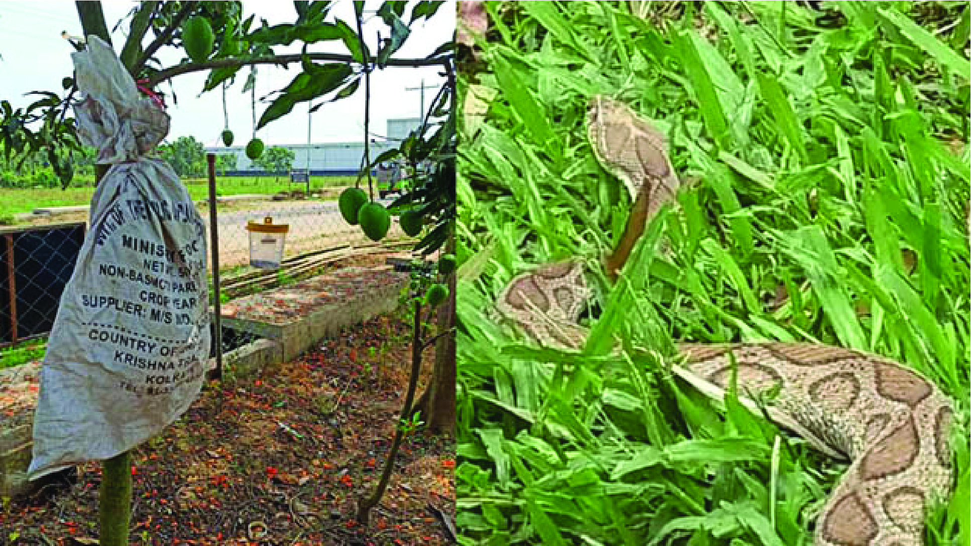 রুহুল আমিনকে দংশন