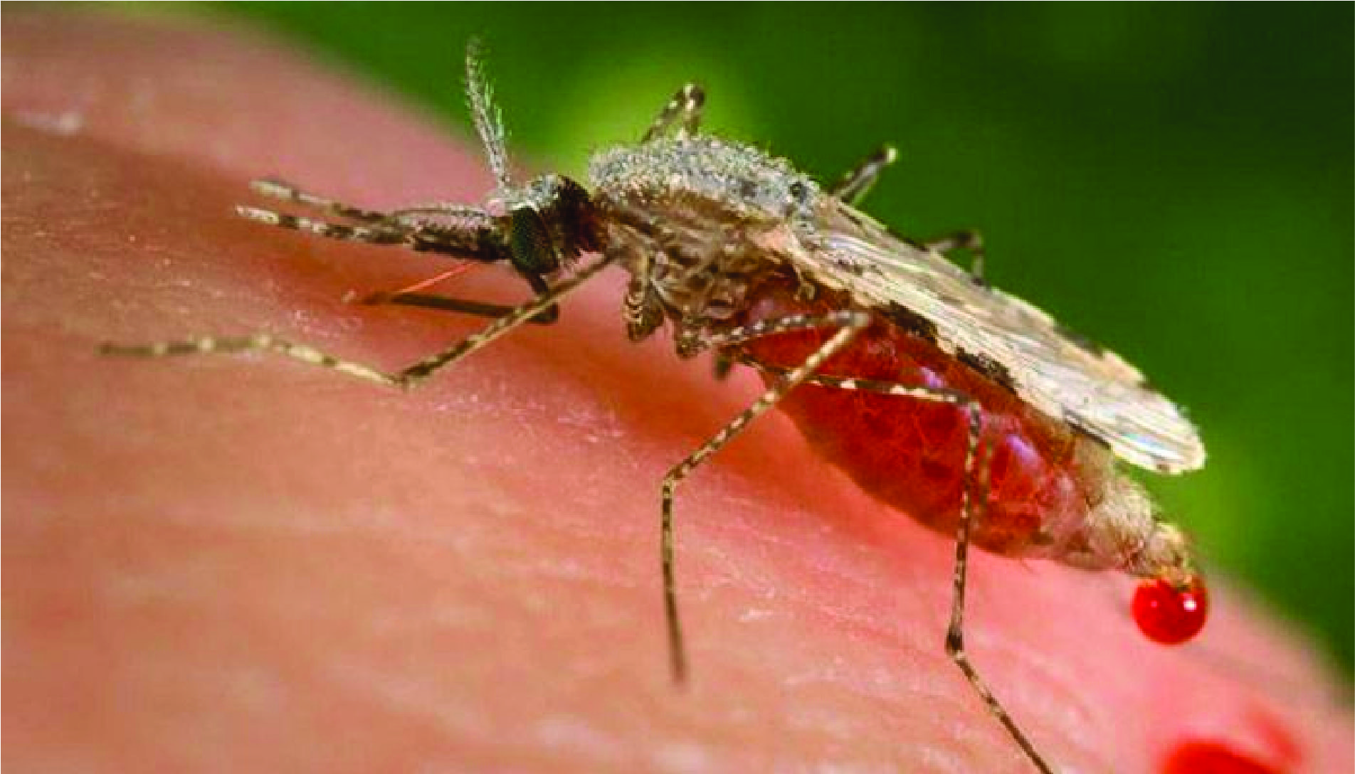 ২৪ ঘণ্টায় ডেঙ্গু আক্রান্ত