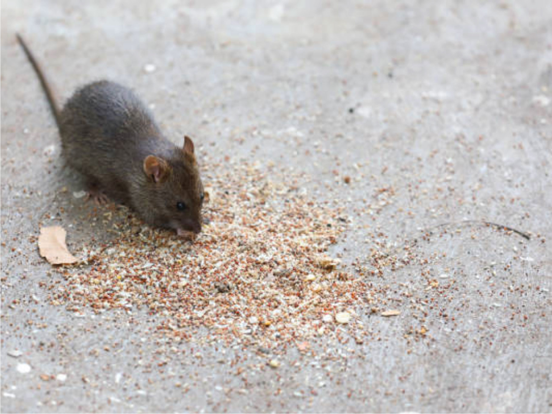 চলছে ইউক্রেন রাশিয়া যুদ্ধ