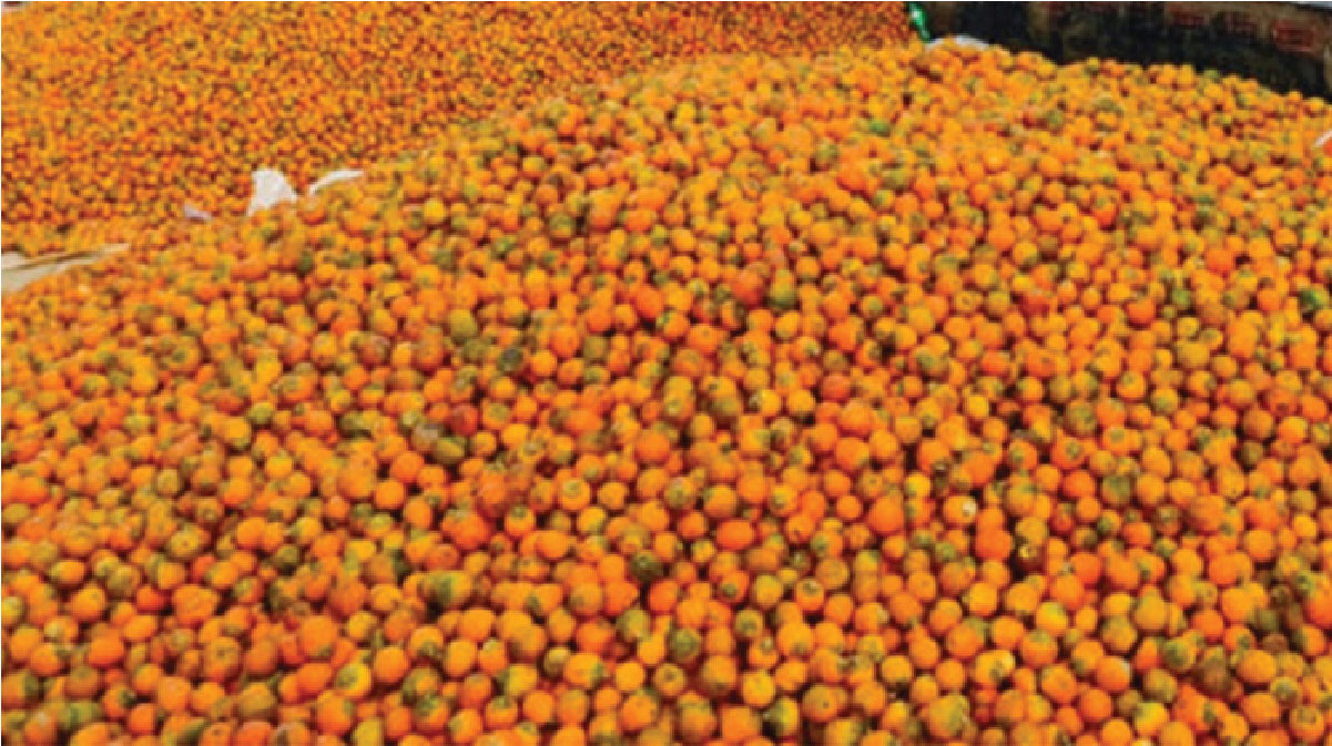 সুপারি ও চিংড়ি