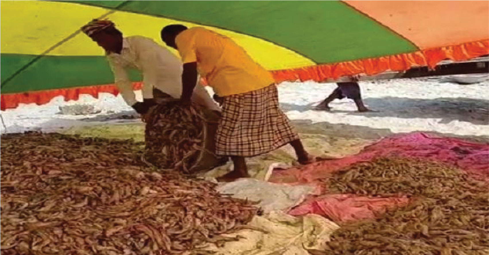 বিষমুক্ত শুঁটকি উৎপাদনের